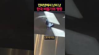 비둘기 손님