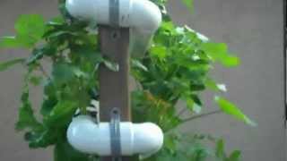 check out my garden no more bending or pulling weeds NFT system day 28