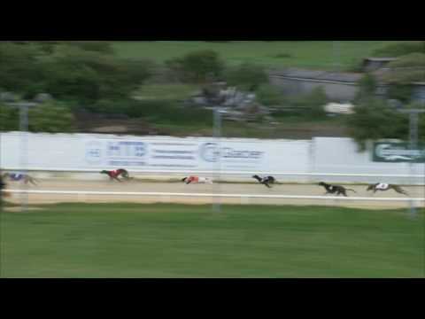 2017 WILLIAM HILL PUPPY PLATE - HEAT 1 - T1 ROXHOLME NIDGE