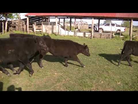 Lote SAENZ VALIENTE, BULLRICH Y Cia. S.A.