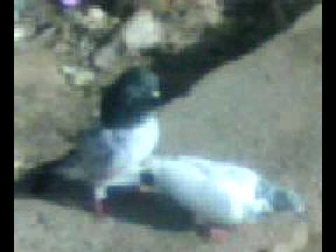 pigeon breeding