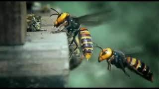 30 eşek arısınının 30000 bal arısı savaşı
