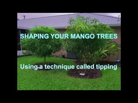 🥭 How to shape your Mango Tree. #mangotree #mango #tipping