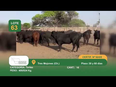 Lote TORITOS - Tres Mojones Chaco