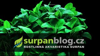 Anubias barteri nana