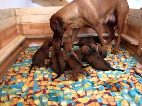 Štěňátka 18 dní - první hry