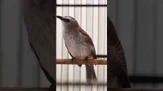 Download lagu Masteran Trucukan Gacor ROPEL PANJANG Ampuh Untuk Pancingan Trucuk Agar Cepat Menaikkan GACOR 77 mp3