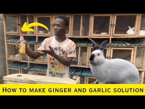 Can Rabbits Eat Ginger Root