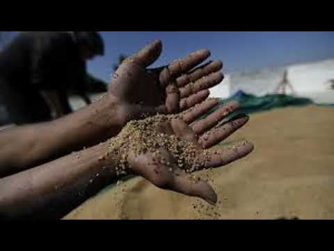 wheat shortage #india #wheat_rate_today