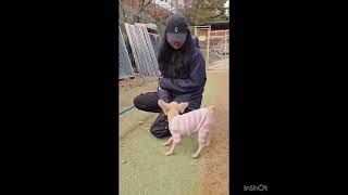 Video preview image #1 Poodle (Toy) Puppy For Sale in Seattle, WA, USA