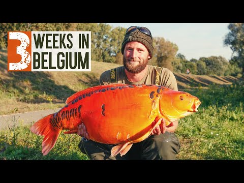 The Big Carp Story | Three Weeks In Belgium | Trailer