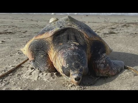 Stranded loggerhead sea turtle rescued from Rockaway Beach
