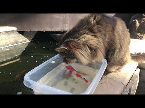 Shiro the cat so gentle and loves fish
