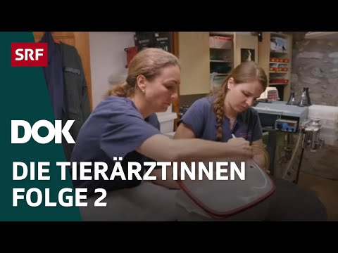 Junge Tierärztinnen und ihr Knochenjob – Erste Schritte im Berufsleben | Folge 2 | Doku | SRF Dok
