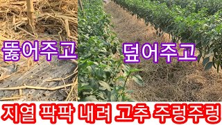 고추밭 지열 팍팍낮추고 습도잡아 고추 주렁주렁 달리게~ 고추농사 잘짖는법,고추꽃 떨어지는 현상 방지 귀농귀촌…
