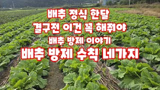 배추 정식 한달 방제 이야기 결구전 해야할일 괴산절임배추 [배추재배방법]