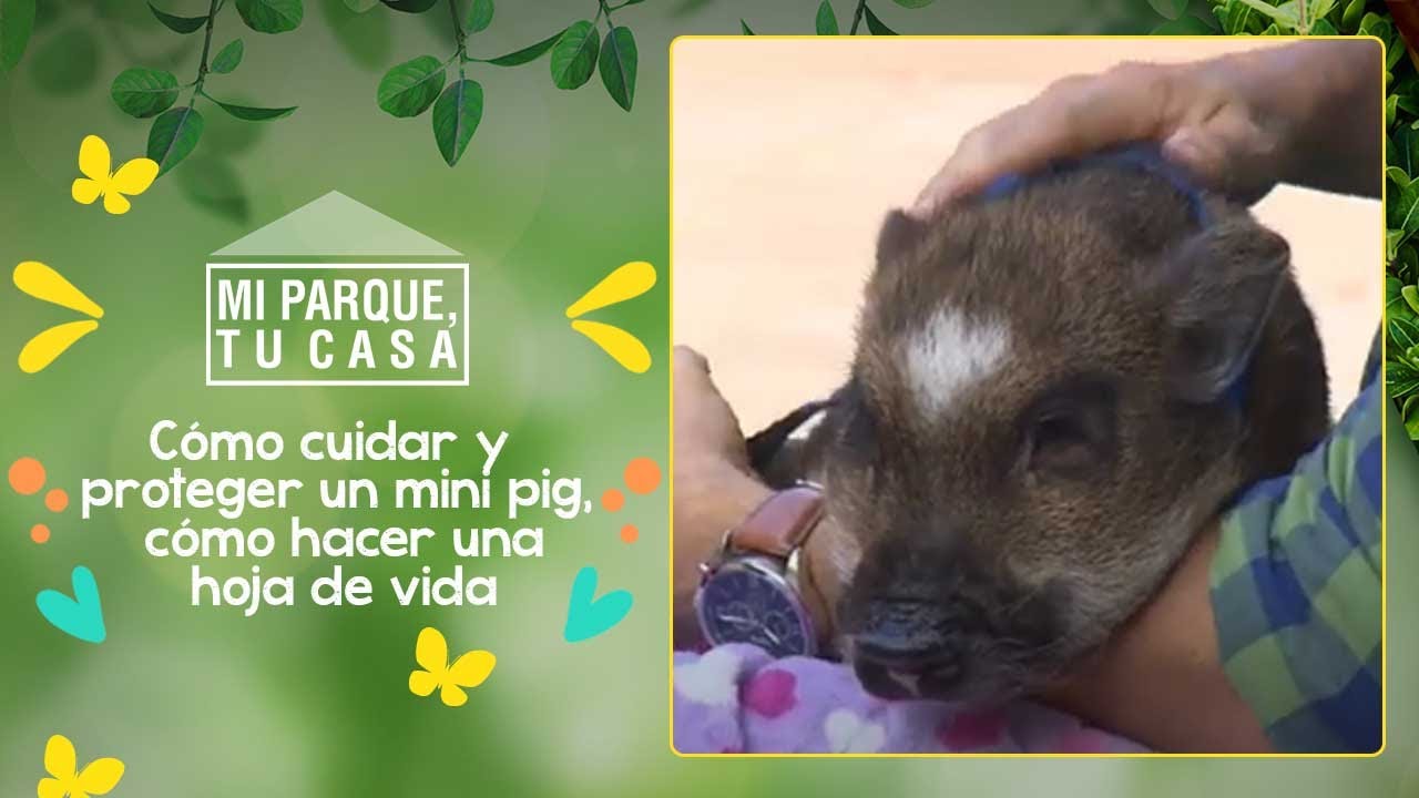 Cómo cuidar y proteger un mini pig, cómo hacer una hoja de vida [Mi parque, tu casa] Telemedellín