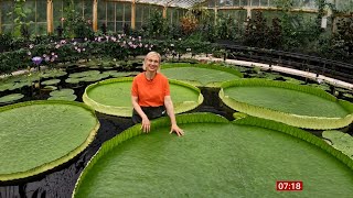 New giant water lily and ‘botanical wonder of the world’ discovered in Kew  Video