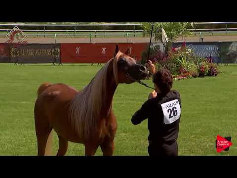 N.26 EBTHIAL AL ADEYAT - Chantilly 2019 AHO World Cup - 4-7 Years Old Mares (Class 4)