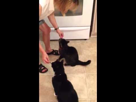 Cats Eat Green Beans - YouTube