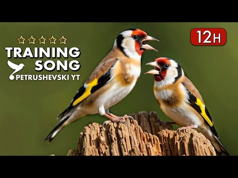 12h  New GOLDFINCH Training song
