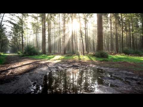 Hadahogg Seaflute | 10h Nature Audio | Relaxing Tune of Birds Singing, the Natural Music