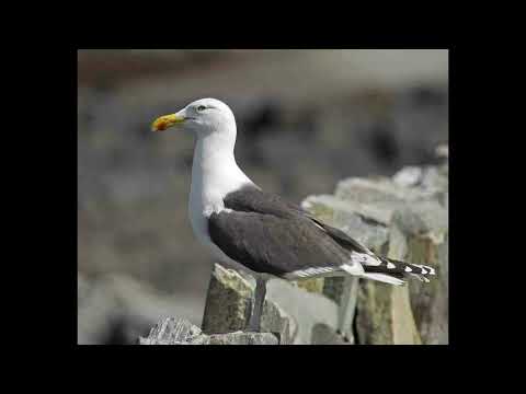 Čajka veľká (Larus marinus) — volanie druhu