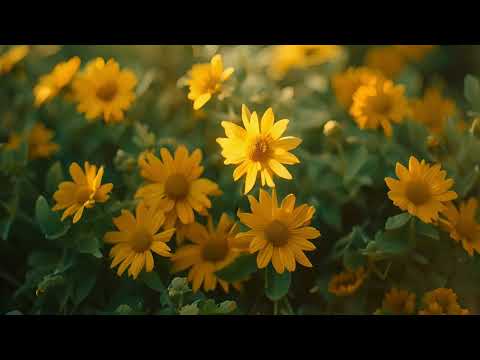MAGIC! - Sunflower Fields (Music Video)