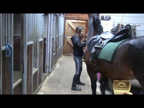 Dit is Bungy, mijn nieuwe verzorgpaard! | Alieke Bungy