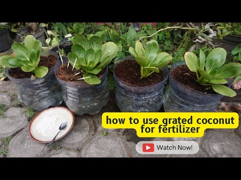 Como usar coco ralado como fertilizante