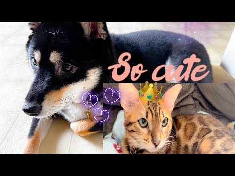 #puppyvideos #9 SO CUTE 🥰 PUPPY & KITTY 🐈‍⬛ Ena & Elle ❤️❤️🐶🐱