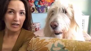 Interview with dog Claude, labradoodle who loves vegetables