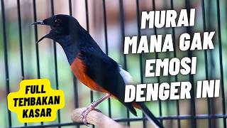 Download lagu MURAI BATU GACOR FULL ISIAN TEMBAKAN MATERI KASAR AMPUH MELATIH MURAI BATU EMOSI AGAR BONGKAR ISIAN mp3
