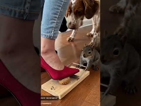 Stepping on a MouseTrap #crush #crushing  #heels