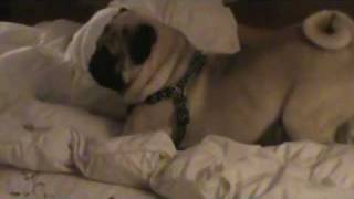 Hilarious Pug's Reaction to Action Movie