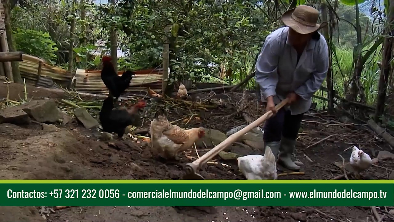PRODUCCIÓN ORGÁNICA FINCA KAKATAIMA   CALARCA – QUINDÍO