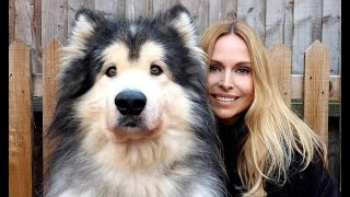 GIANT ALASKAN MALAMUTE DOGS / Animal Watch