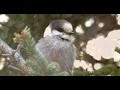 Beautiful Nature Video & Relaxing Music - Life (HD ...