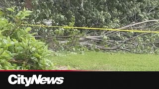 Boy airlifted to trauma centre after being hit by a falling tree