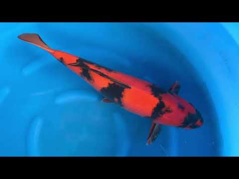 AC18-09 JKS AC - 3Y Female Hi Utsuri 62 cm