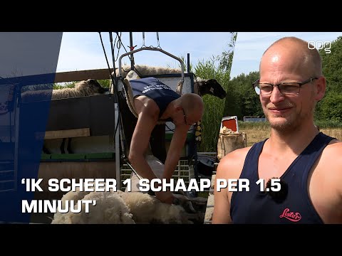 Schapen scheren door kampioen: 'Ik scheer er gemiddeld één per 1.5 minuut'