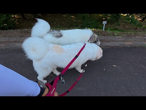 【ルンルンの裏庭】ほとんど同じかむしろベルより体高があるリリー