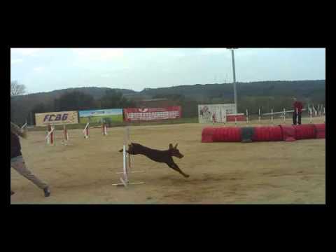 Bàscara 14 des 2014 Morgan