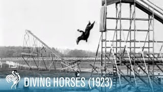 Diving Horses: A Wild Attraction for the Daring Ri