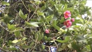 preview picture of video 'Abejas, flores y frutas en San Lorenzo Jauja Perú'