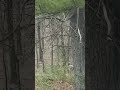 Unknown Creature Terrifies Father and His Children While Filming in the Woods! - Squatch Watchers Unknown Creature Terrifies Father and His Children While Filming in the Woods!