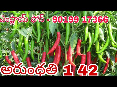 MELYNA ARUNDHATHI 142