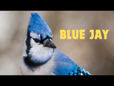 Blue jay singing / Sound of blue jay / Blue jay sound / Blue jay bird call