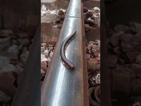 I don't know if there is any food up here#train#short train#shorts video#challenge#toy