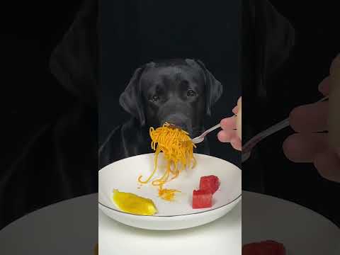 Today's meal ended early. Black Labrador. The daily life of a silly dog. Cute pet debut plan